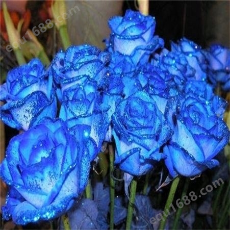 玫瑰蓝色妖姬价格 云南染色玫瑰销售 玫瑰蓝色妖姬批发